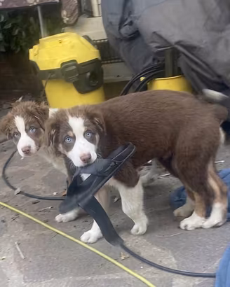 Pastore australiano Australian Shepherd FEMMINA