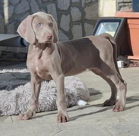 Cuccioli Weimaraner