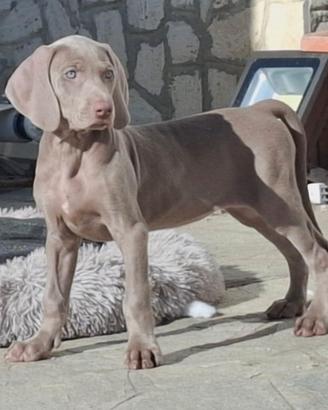 Cuccioli Weimaraner