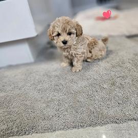 Maltipoo