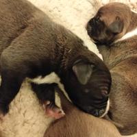 Pittbull united Kennel Club (UKC)