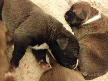 Pittbull united Kennel Club (UKC)