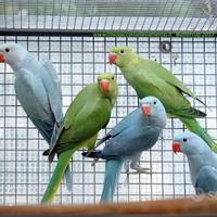 Parrocchetti dal collare canarini cocorite Insepar