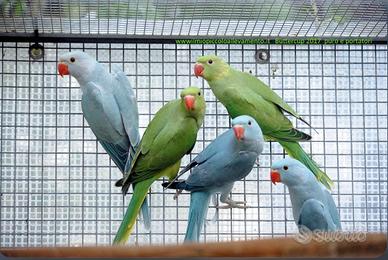 Parrocchetti dal collare canarini cocorite Insepar