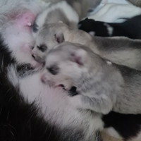 Cuccioli siberian husky