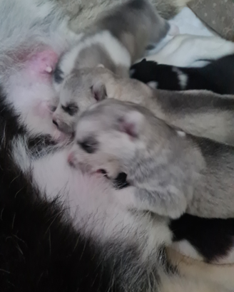 Cuccioli siberian husky