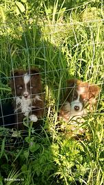 Cuccioli border collie