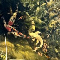 Carpe koi, lumache e piante acquatiche