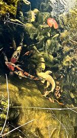 Carpe koi, lumache e piante acquatiche