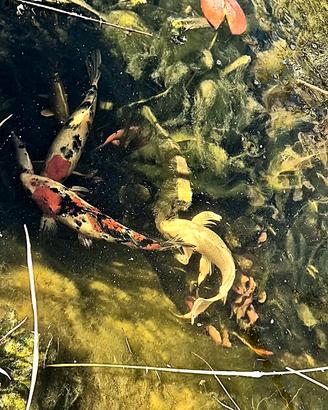 Carpe koi, lumache e piante acquatiche