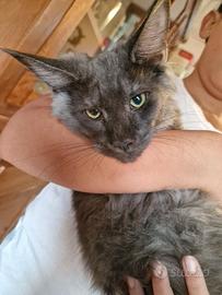 CUCCIOLI DI GATTINI MAINE COON