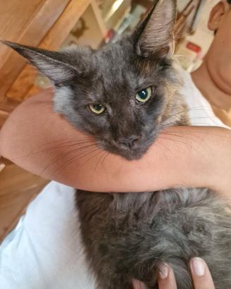 CUCCIOLI DI GATTINI MAINE COON