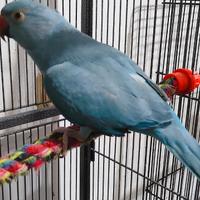 Giovane Parrocchetto Dal Collare Docile