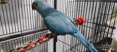 Giovane Parrocchetto Dal Collare Docile