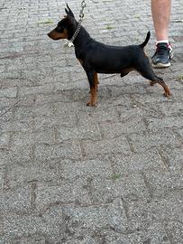 Zwergpinscher (pinscher nano)