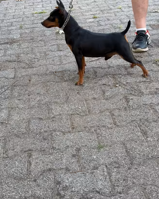 Zwergpinscher (pinscher nano)