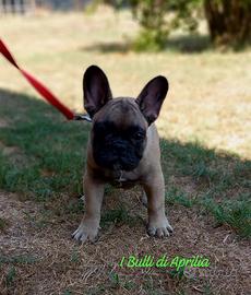 Bulldog francese pedigree enci