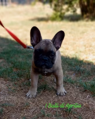 Bulldog francese pedigree enci
