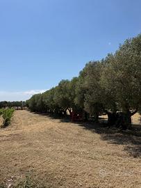 Terreno Monastir