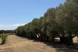 Terreno Monastir