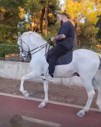 Cavallo Spagnolo