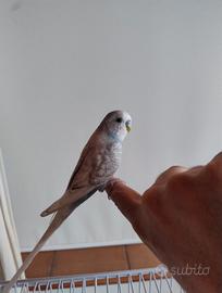 Cocorita allevato a mano