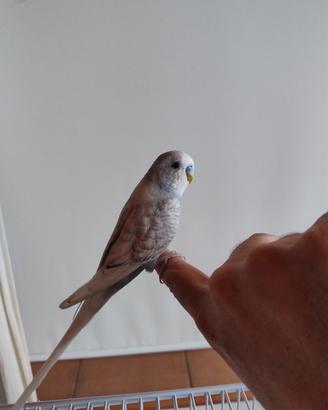 Cocorita allevato a mano