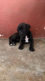 Ultime cucciole di cane corso