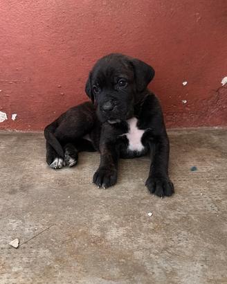 Ultime cucciole di cane corso