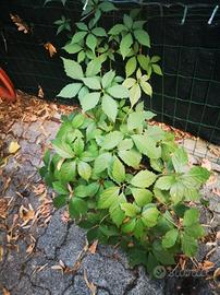  3 piante