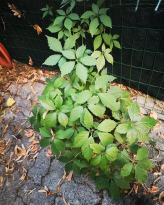  3 piante