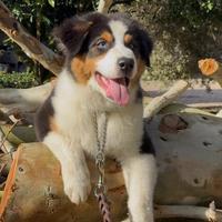 Pastore Australiano - Australian Shepherd
