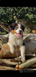 Pastore Australiano - Australian Shepherd