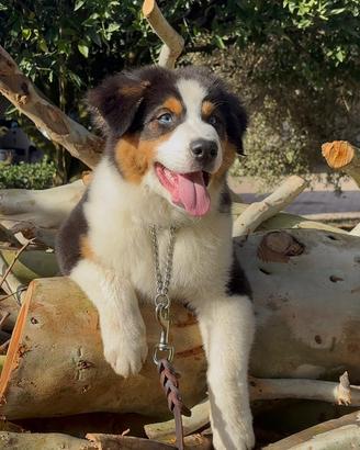 Pastore Australiano - Australian Shepherd