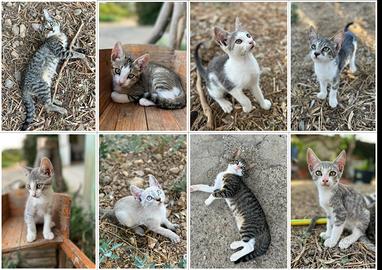 Gattini coccoloni in adozione