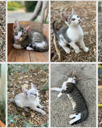 Gattini coccoloni in adozione