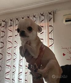 Chihuahua
