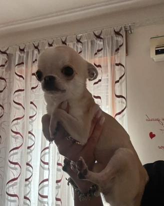 Chihuahua