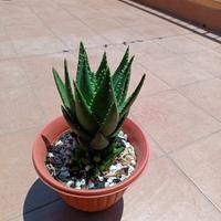 Piante grasse (aloe)