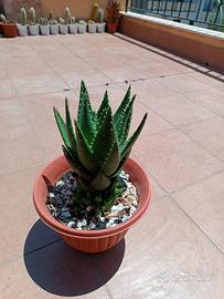 Piante grasse (aloe)