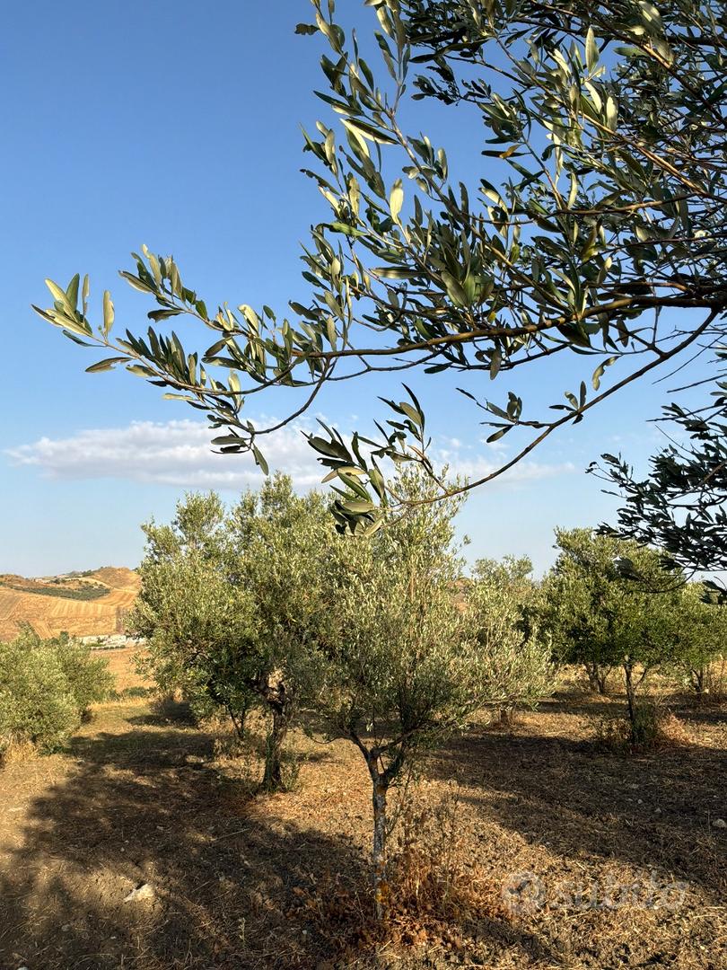 2 Terreni Uliveti - Castellana Sicula (PA) - Vista 2