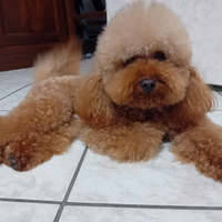 Barboncino Toy Red X Monte