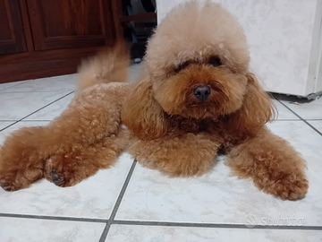 Barboncino Toy Red X Monte