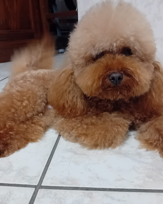 Barboncino Toy Red X Monte