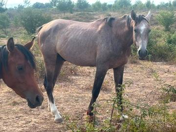 Cavalli angloarabi