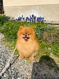 Volpino Pomerania spitz TOY cucciola Pedigree