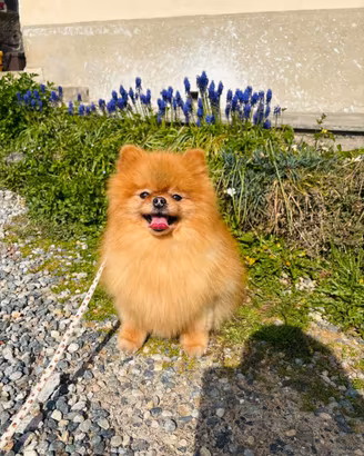 Volpino Pomerania spitz TOY cucciola Pedigree