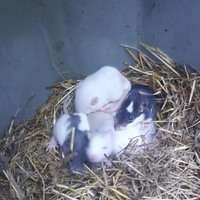Baby ratto domestico