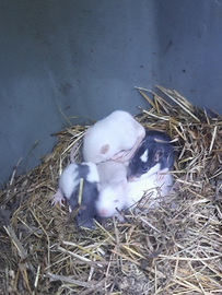 Baby ratto domestico