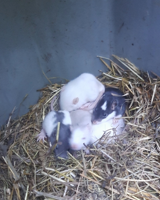 Baby ratto domestico